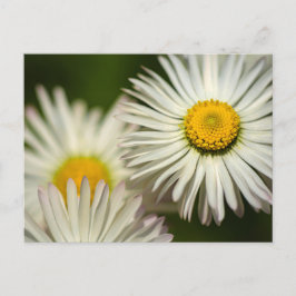 Prylar Daisy Blommor - Blomfotografering Vykort
