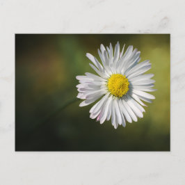 Prylkort Tusenskönas Blomma - Blommig Naturfotogra Vykort
