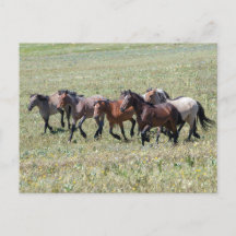 Pryor Mountain Vild Horses Runwn Free