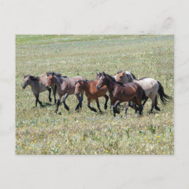Pryor Mountain Vild Horses Runwn Free Vykort