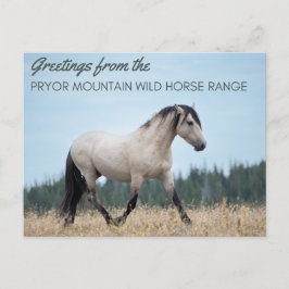 Pryor Mountain Vild Mustang: Cloud's Pride Vykort