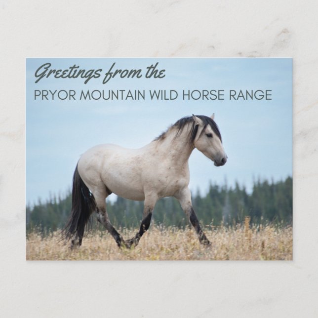 Pryor Mountain Vild Mustang: Cloud's Pride Vykort (Framsida)