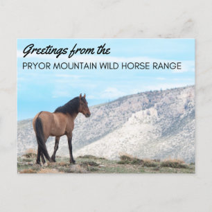 Pryor Mountain Vild Mustang Postcard: Horizon Vykort