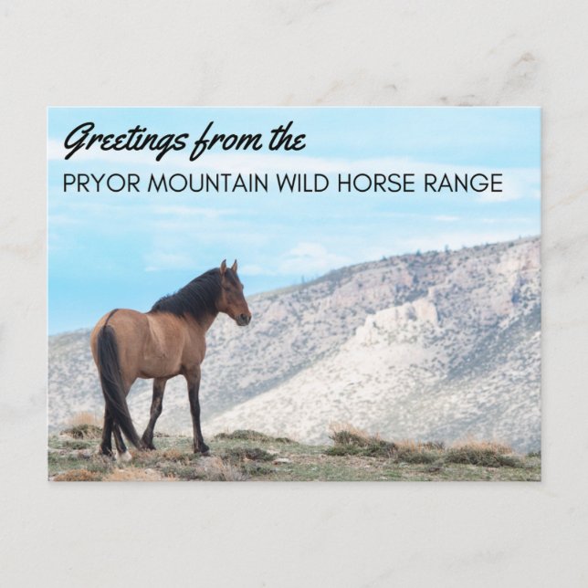 Pryor Mountain Vild Mustang Postcard: Horizon Vykort (Framsida)