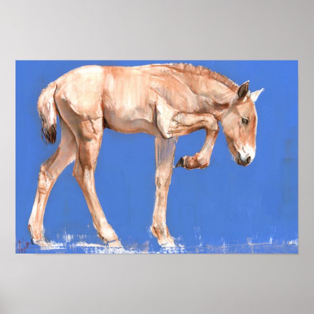 Przewalski Foal 2012 Poster (Framsidan)