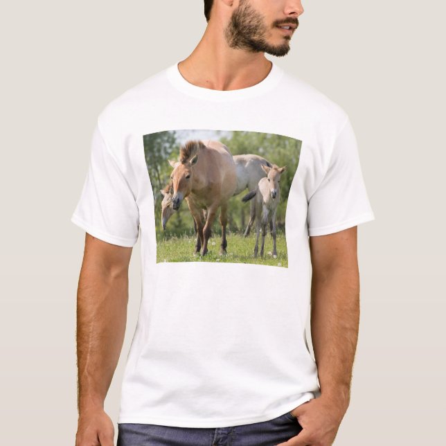 Przewalski-häst och föl som går t-shirt (Framsida)