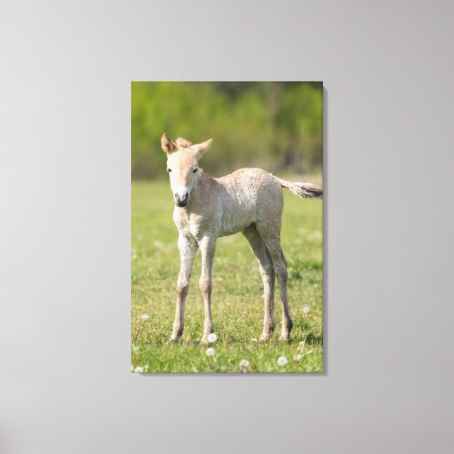Przewalski-hästföl, Ungern Canvastryck (Framsida)