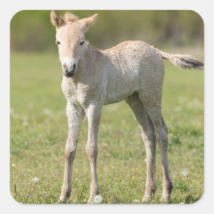 Przewalski-hästföl, Ungern Fyrkantigt Klistermärke