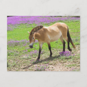 Przewalski Horse Vykort