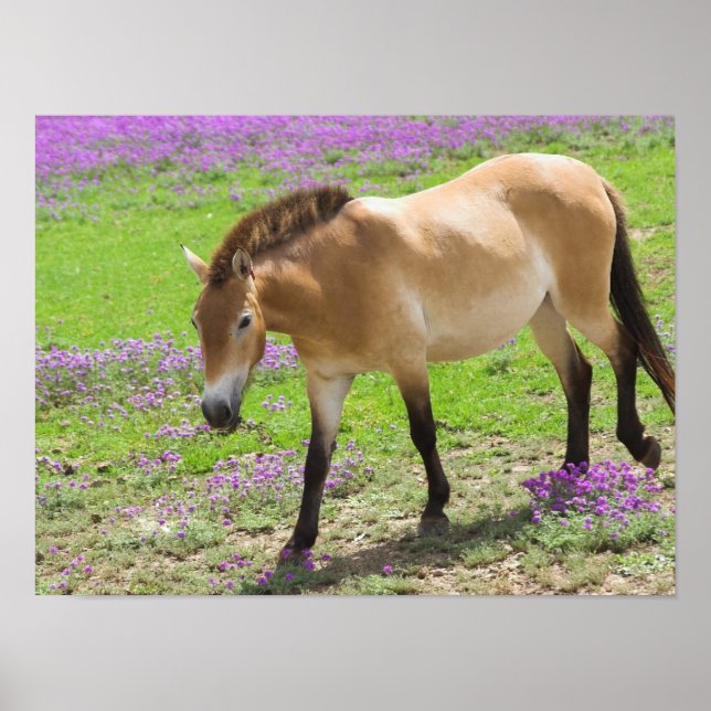 Przewalskii Horse Poster (Framsidan)