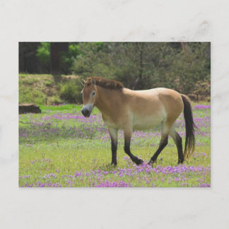 Przewalskii Horse Vykort
