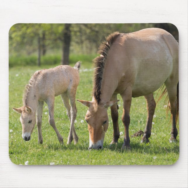 Przewalskis häst- och Foal Grazing Musmatta (Framsidan)