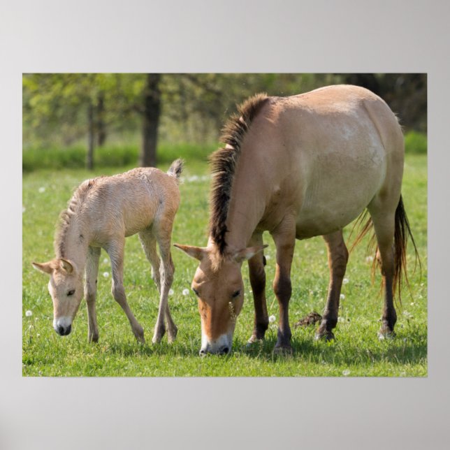Przewalskis häst- och Foal Grazing Poster (Framsidan)