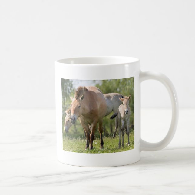 Przewalskis häst och föl som går kaffemugg (Höger)