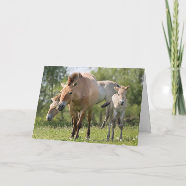 Przewalskis promenader och hästar helgkort (Framsida)