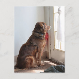 Psalm 130:5-Hund vykort