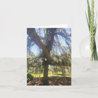 Psalm 1:1-3 Blank Card Kort