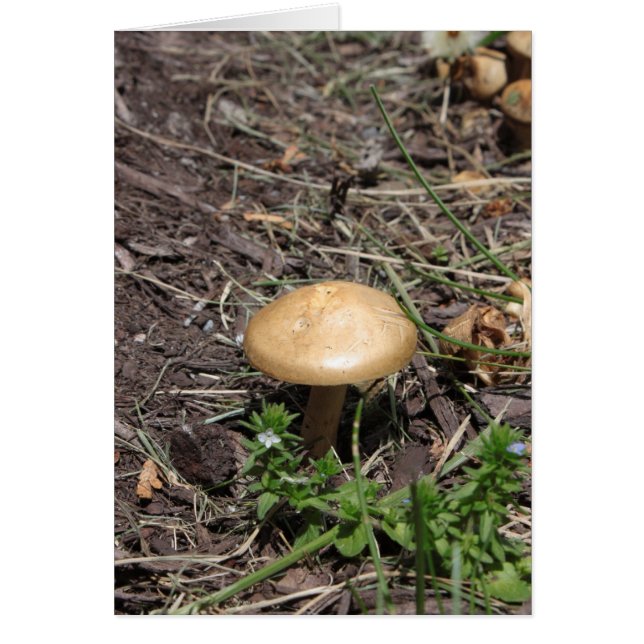 Psalm 51:10 Mushroom-kort OBS Kort (Framsidan)