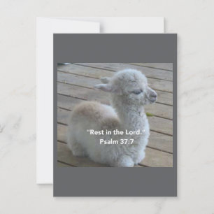 Psalm Llama vykort