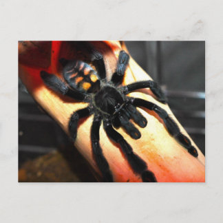 Psalmopoeus irminia vykort