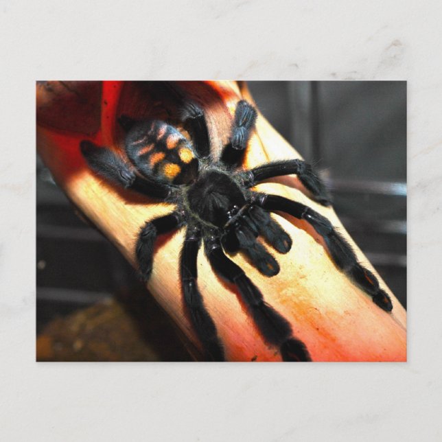 Psalmopoeus irminia vykort (Framsida)