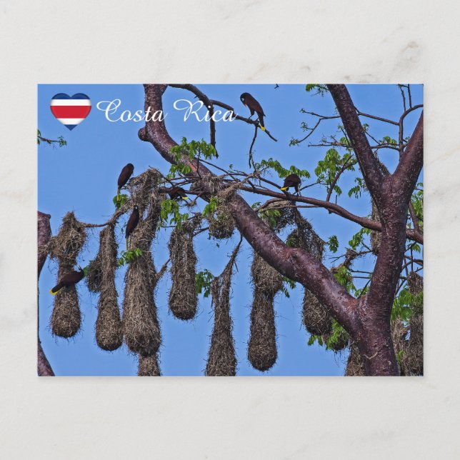 Psarocolius decumanus kapsling - Costa Rica Vykort (Framsida)