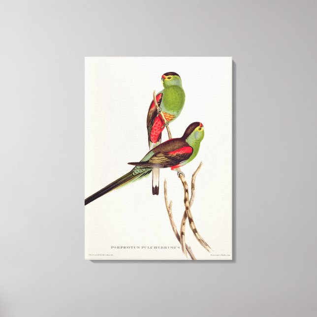 Psephotus Pulcherrimus Canvastryck (Framsida)
