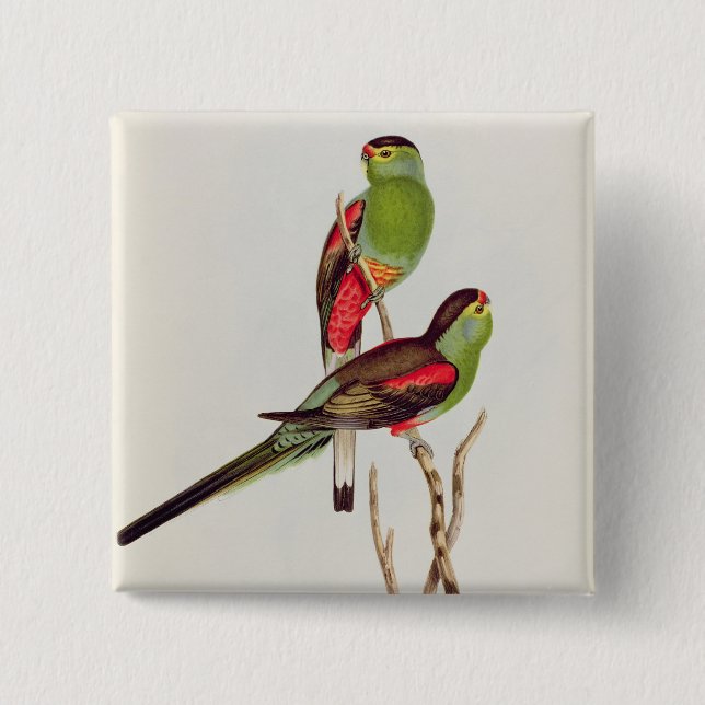 Psephotus Pulcherrimus Knapp (Framsida)