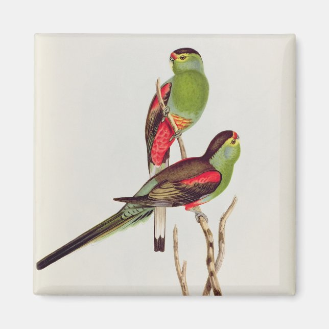 Psephotus Pulcherrimus Magnet (Framsidan)