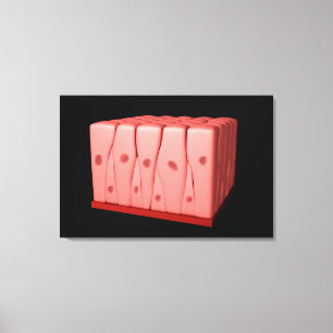 Pseudostratifierad colnansk Epithelium Canvastryck