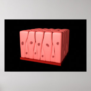 Pseudostratifierad colnansk Epithelium Poster