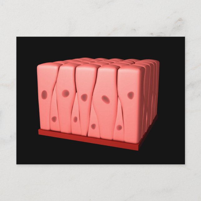 Pseudostratifierad colnansk Epithelium Vykort (Framsida)