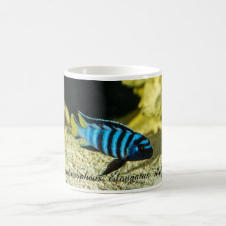 Pseudotropheus elongatuscichlid kaffemugg