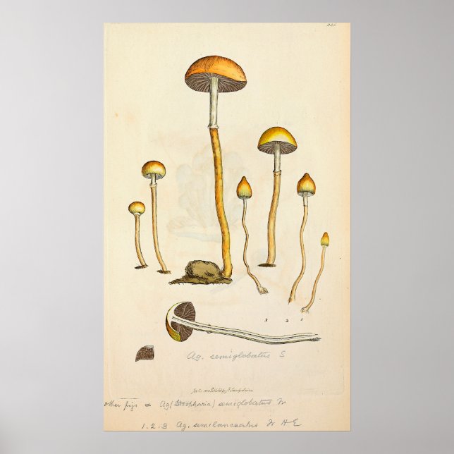 Psilocybe semilanceata Mushroom Illustration Poster (Framsidan)