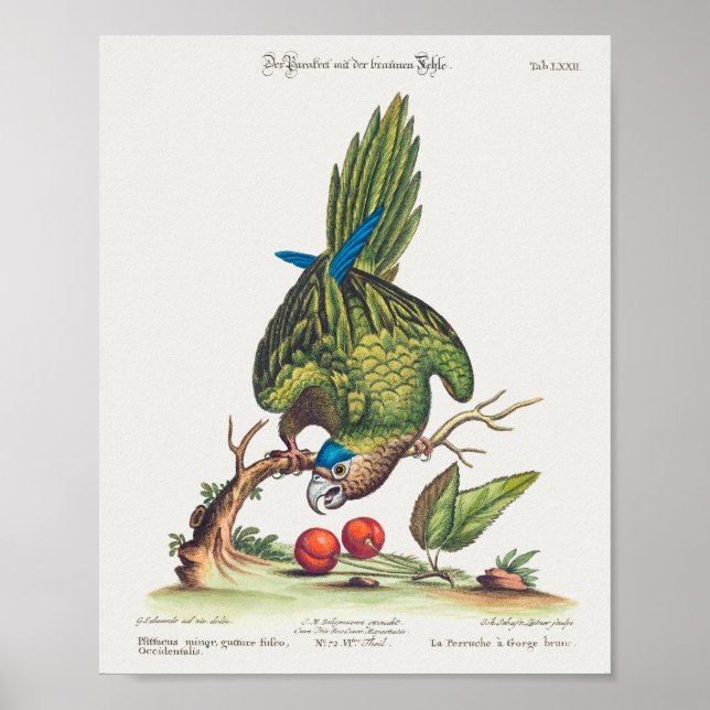 Psittacus minor gutture fusco, occidentalis  1749 poster (Framsidan)