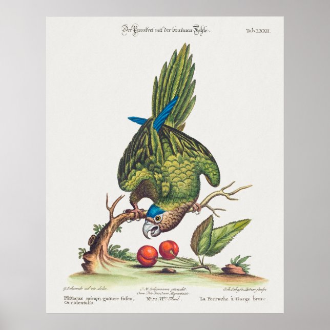 Psittacus minor gutture fusco, occidentalis  1749 poster (Framsidan)