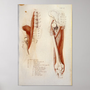 Psoas Lumbalryggradsmuskelanatomi Skriv ut Fransk Poster