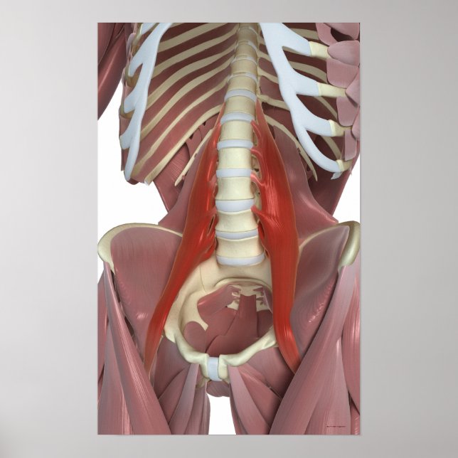 Psoas Major Poster (Framsidan)