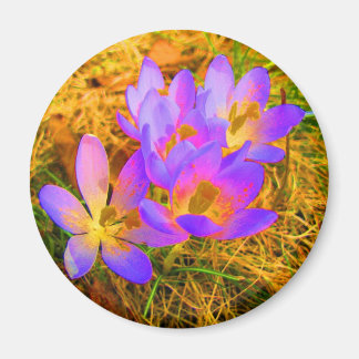 Psychedelic Crocus Magnet