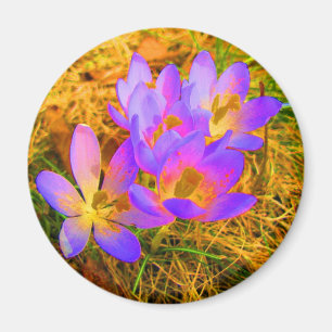 Psychedelic krokusmagnet magnet