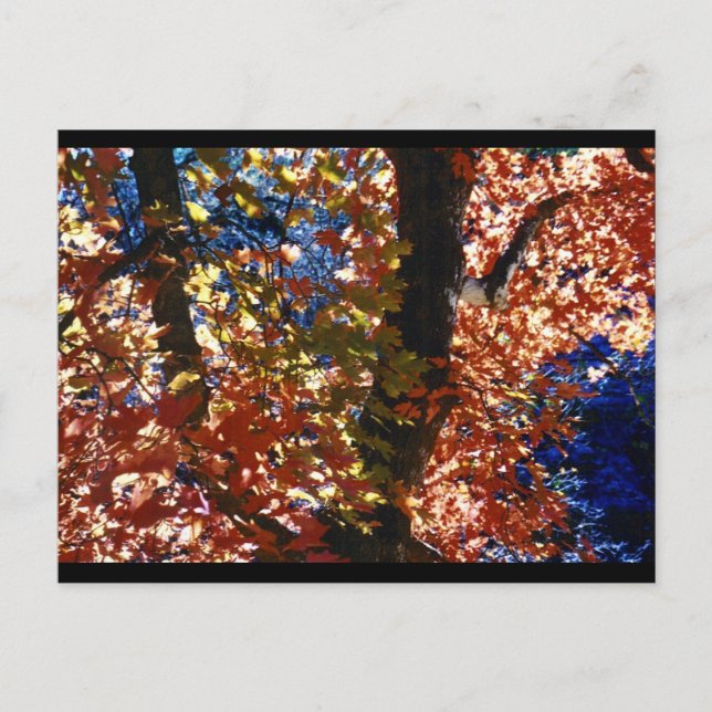 Psychedelic Löv Vykort (Framsida)