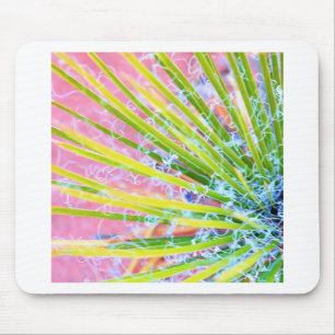 Psychedelic Yucca Musmatta