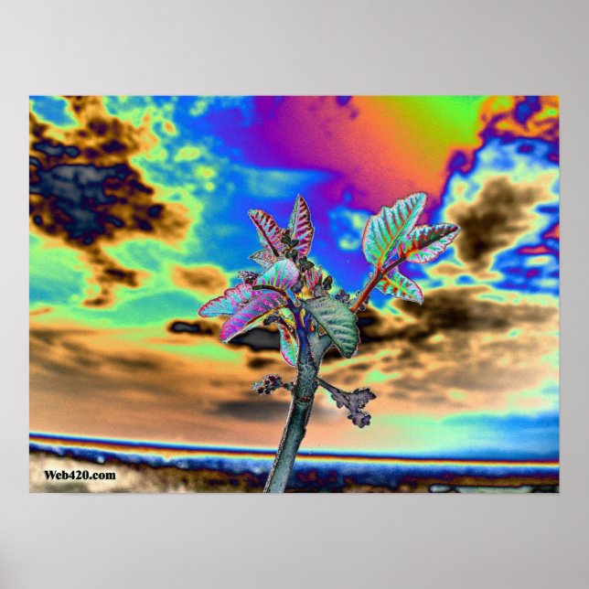 psykedelisk blomma poster (Framsidan)