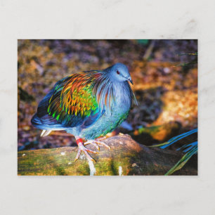 Psykedelisk fågel från Audubon Zoo Postcard Vykort