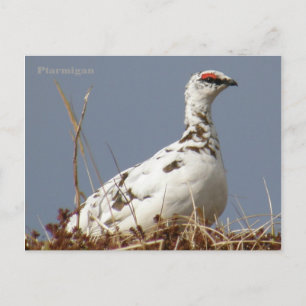 Ptarmigan i Vår, Unalaska Island Vykort