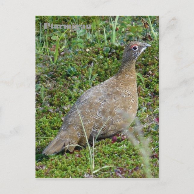 Ptarmigan in Summer, Unalaska Island Vykort (Framsida)