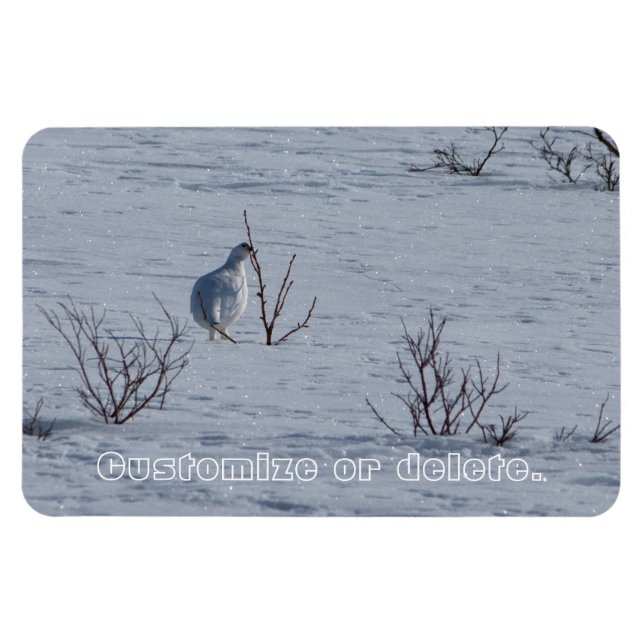 Ptarmigan Snacking; Anpassade Magnet (Horisontell)