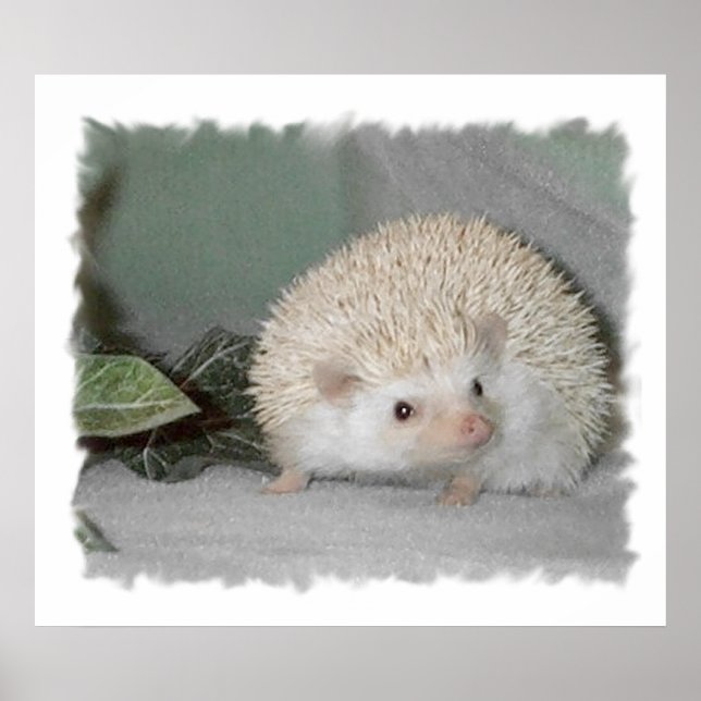 Ptarmigan the Hedgehog Poster (Framsidan)