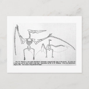 Pteranodon skeleton art vykort