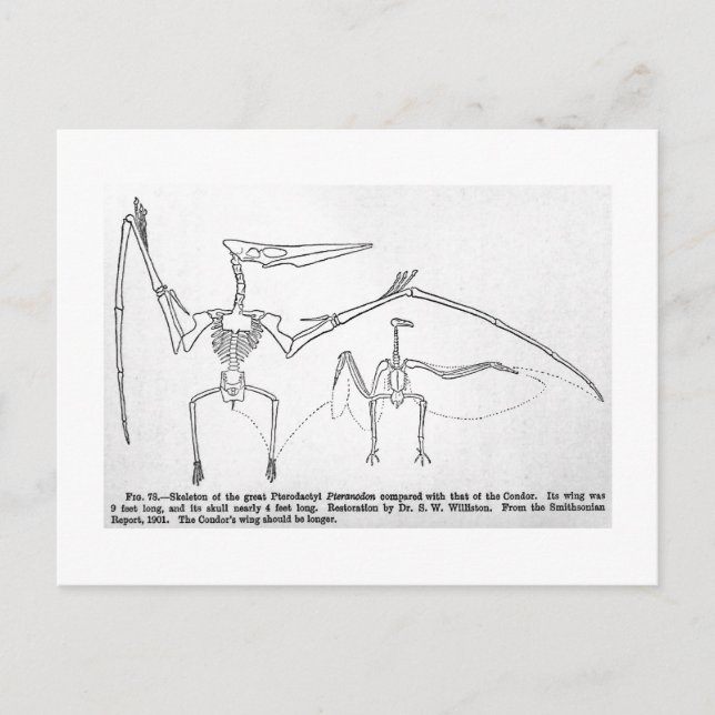 Pteranodon skeleton art vykort (Framsida)